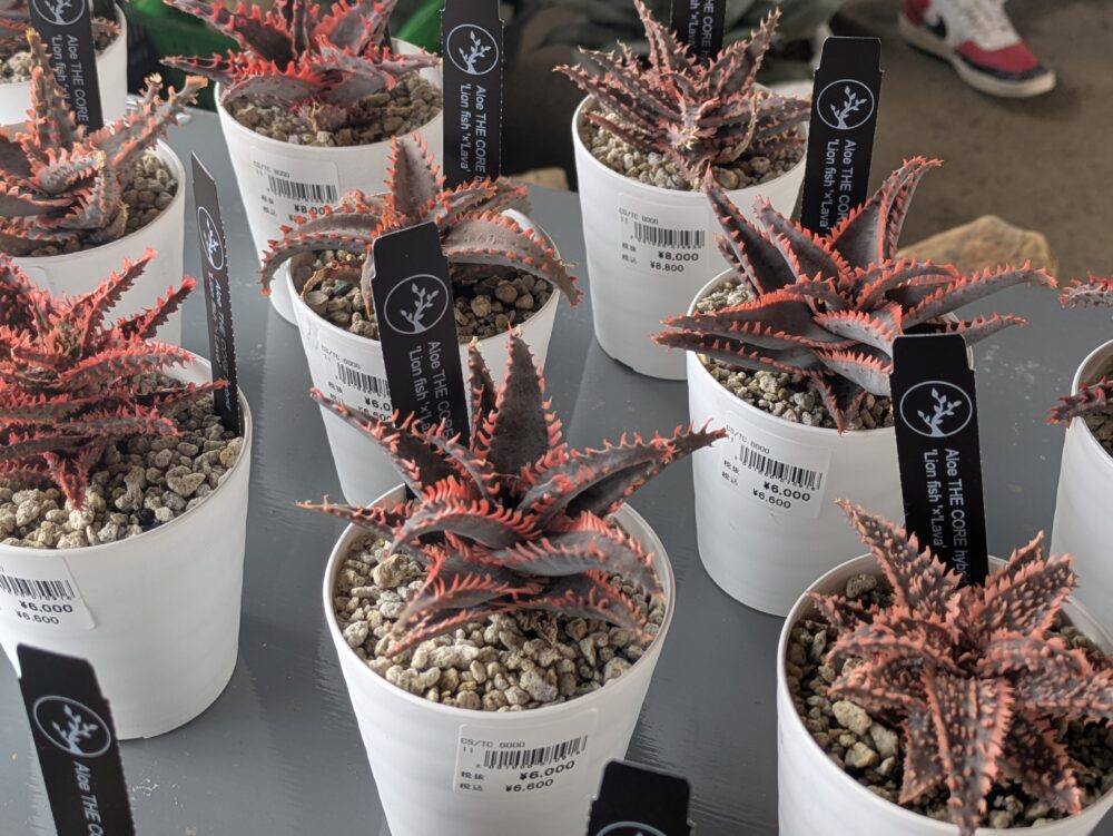 園芸】『植えフェス』に行ったよ【多肉植物】 | ゲーミングイエティの生態